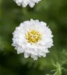 Gefülltblühende Garten-Scheinkamille - Chamaemelum nobile 'Plenum'