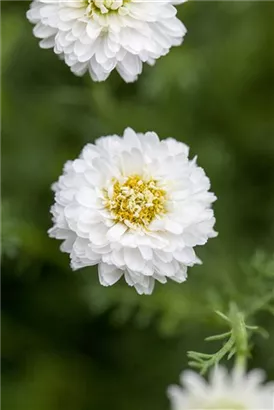 Gefülltblühende Garten-Scheinkamille - Chamaemelum nobile 'Plenum'