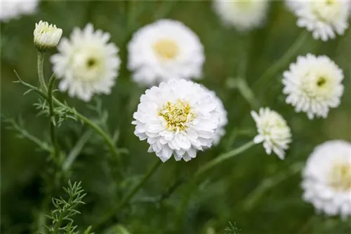 Gefülltblühende Garten-Scheinkamille - Chamaemelum nobile 'Plenum'