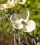 Amerik.Blumen-Hartriegel - Cornus florida - Formgehölze