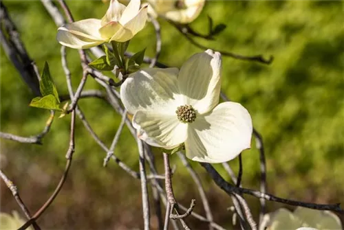 Amerik.Blumen-Hartriegel - Cornus florida - Formgehölze