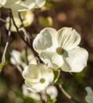 Amerik.Blumen-Hartriegel - Cornus florida - Formgehölze