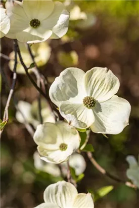 Amerik.Blumen-Hartriegel - Cornus florida - Formgehölze