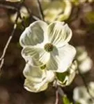 Amerik.Blumen-Hartriegel - Cornus florida - Formgehölze