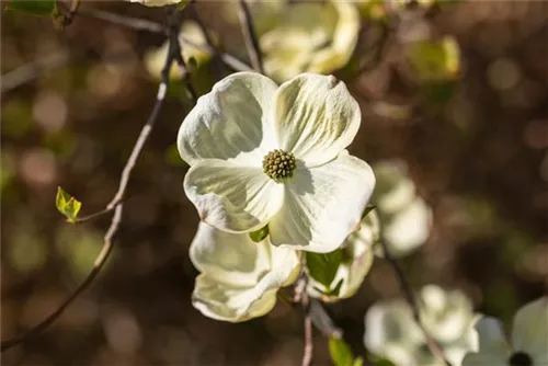 Amerik.Blumen-Hartriegel - Cornus florida - Formgehölze