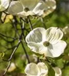 Amerik.Blumen-Hartriegel - Cornus florida - Formgehölze