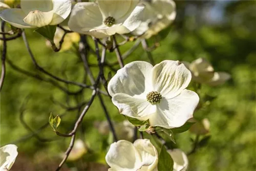 Amerik.Blumen-Hartriegel - Cornus florida - Formgehölze