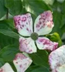 Amerik.Blumen-Hartriegel - Cornus florida - Formgehölze