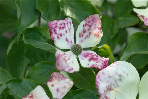 Amerik.Blumen-Hartriegel - Cornus florida - Formgehölze