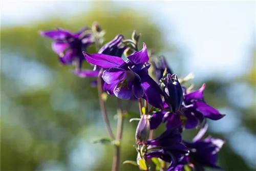 Kurzspornige Akelei - Aquilegia vulgaris