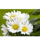 Niedrige Garten-Aster - Aster alpinus 'Albus'