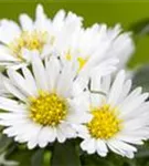 Garten-Glattblatt-Aster - Aster novi-belgii 'White Ladies'