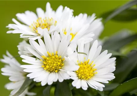 Aster novi-belgii 'White Ladies' - Garten-Glattblatt-Aster