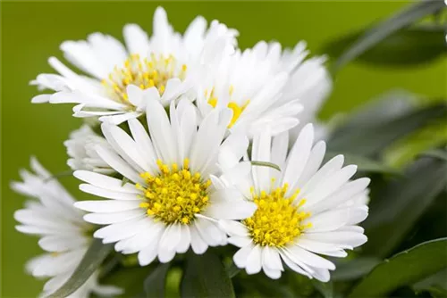 Garten-Glattblatt-Aster - Aster novi-belgii 'White Ladies'