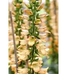 Garten-Fingerhut - Digitalis ferruginea 'Gelber Herold'