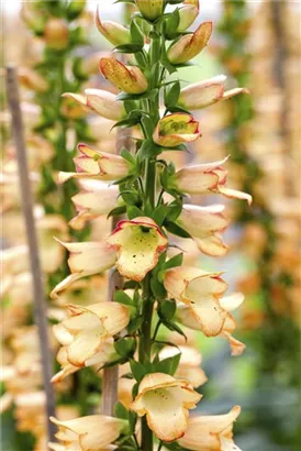 Garten-Fingerhut - Digitalis ferruginea 'Gelber Herold'