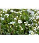 Garten-Gänsekresse - Arabis caucasica 'Plena'