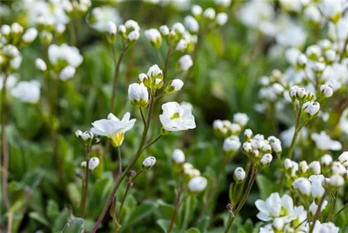 Garten-Gänsekresse - Arabis caucasica 'Plena'