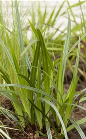 Carex plantaginea