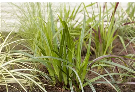 Carex plantaginea - Immergrüne Breitblatt-Segge