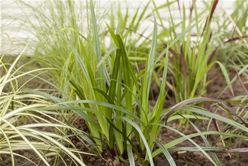 Immergrüne Breitblatt-Segge - Carex plantaginea