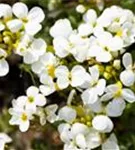 Garten-Gänsekresse - Arabis caucasica 'Schneehaube'