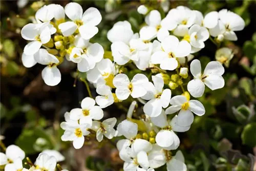 Garten-Gänsekresse - Arabis caucasica 'Schneehaube'