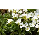 Garten-Gänsekresse - Arabis caucasica 'Schneehaube'