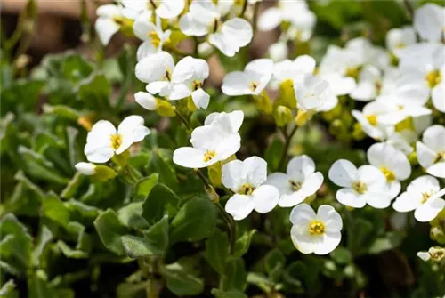 Garten-Gänsekresse - Arabis caucasica 'Schneehaube'