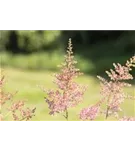 Arends Garten-Prachtspiere - Astilbe x arendsii 'Anita Pfeifer'