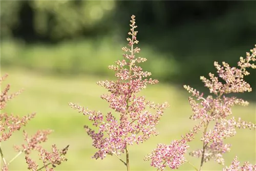 Arends Garten-Prachtspiere - Astilbe x arendsii 'Anita Pfeifer'