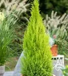 Breitkronige-Zypresse 'Goldcrest' - Cupressus macrocarpa 'Goldcrest'