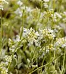 Kleine Garten-Gänsekresse - Arabis ferdinandi-coburgii 'Old Gold'