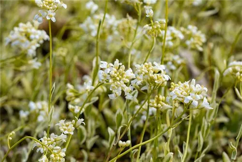 Kleine Garten-Gänsekresse - Arabis ferdinandi-coburgii 'Old Gold'