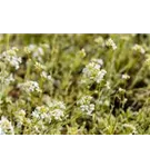 Kleine Garten-Gänsekresse - Arabis ferdinandi-coburgii 'Old Gold'