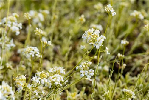 Kleine Garten-Gänsekresse - Arabis ferdinandi-coburgii 'Old Gold'