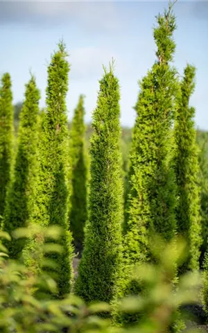 Cupressus sempervirens