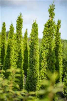 Mittelmeerzypresse - Cupressus sempervirens