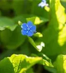 Kaukasusvergissmeinnicht - Brunnera macrophylla, blau