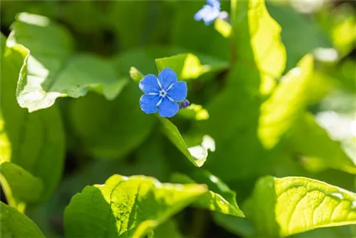 Kaukasusvergissmeinnicht - Brunnera macrophylla, blau