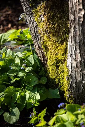 Kaukasusvergissmeinnicht - Brunnera macrophylla, blau