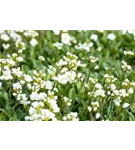 Garten-Schaumkresse - Arabis procurrens 'Neuschnee'