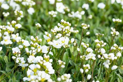 Garten-Schaumkresse - Arabis procurrens 'Neuschnee'