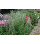 Garten-Duftnessel - Agastache rugosa 'Alabaster'