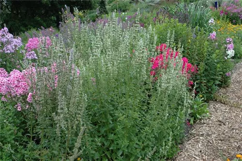 Garten-Duftnessel - Agastache rugosa 'Alabaster'