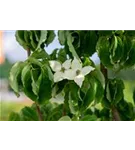 Chin. Blumen-Hartriegel - Cornus kousa chinensis - Formgehölze