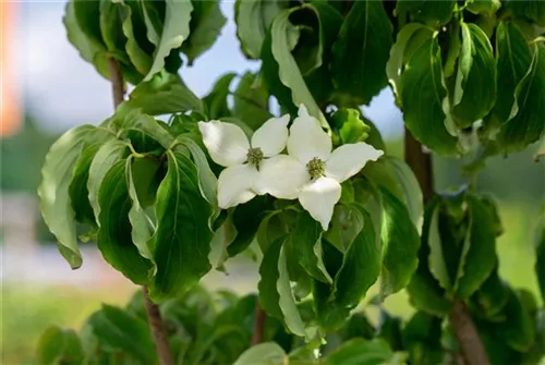 Chin. Blumen-Hartriegel - Cornus kousa chinensis - Formgehölze