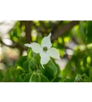 Chin. Blumen-Hartriegel - Cornus kousa chinensis - Formgehölze