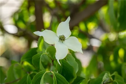 Chin. Blumen-Hartriegel - Cornus kousa chinensis - Formgehölze