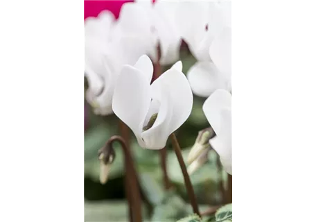 Cyclamen coum 'Album' - Garten-Frühlings-Alpenveilchen